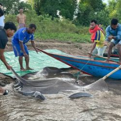 Los pescadores pidieron la rápida ayuda de un equipo de rescate para poder desengancharlo y devolverlo al río, 