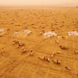 Esta vista aérea muestra ovejas pastando en un campo de trigo seco durante una tormenta de arena en el campo de la ciudad de Tabqa, en la gobernación siria de Raqqa. | Foto:Delil souleiman / AFP