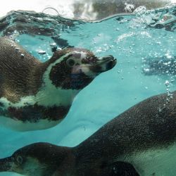Pingüinos de Humboldt nadan en el área marina del zoológico "Parque de las Leyendas", en Lima, Perú. | Foto:Xinhua/Mariana Bazo