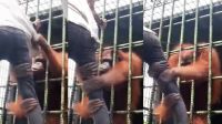Un orangután atacó a un joven que lo molestaba 20220610
