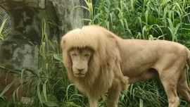 La leona causó sensación con su particular look.