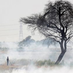 Un trabajador quema los rastrojos después de cosechar el cultivo de legumbres en un campo en el distrito de Hoshangabad, en el estado indio de Madhya Pradesh. | Foto:Gagan Nayar / AFP