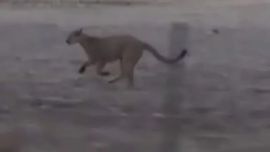 Los pumas fueron vistos a plena luz del día.