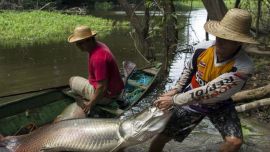 6_14AmazonasNaturalezaPhillipsPereira