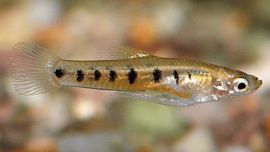 Los responsables del hallazgo del espécimen y su posterior descripción pertenecen al Centro de Estudios Parasitológicos y de Vectores (CEPAVE, CONICET-UNLP-asociado a CICPBA).