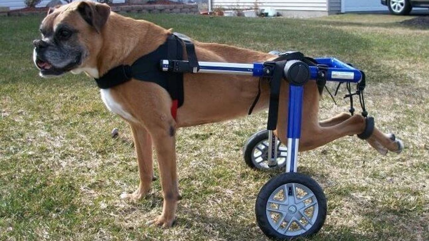 carrito para perro discapacitado 