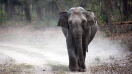 Elefante de India 20220615