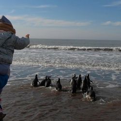 Las aves marinas habían sido rescatadas por personal de dicha fundación entre finales de febrero y la tercera semana del mes de abril de este año 