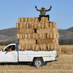 Un hombre gesticula mientras está sentado encima de fardos de trigo cosechados y embalados en la parte trasera de una camioneta en un campo en la región de Sidi Thabet, cerca de Ariana, al norte de la capital, Túnez. | Foto:FETHI BELAID / AFP