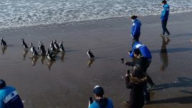 Las aves marinas habían sido rescatadas por personal de dicha fundación entre finales de febrero y la tercera semana del mes de abril de este año.