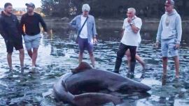 Es la primera vez que se ve a esta especie de escualo en aguas gallegas.