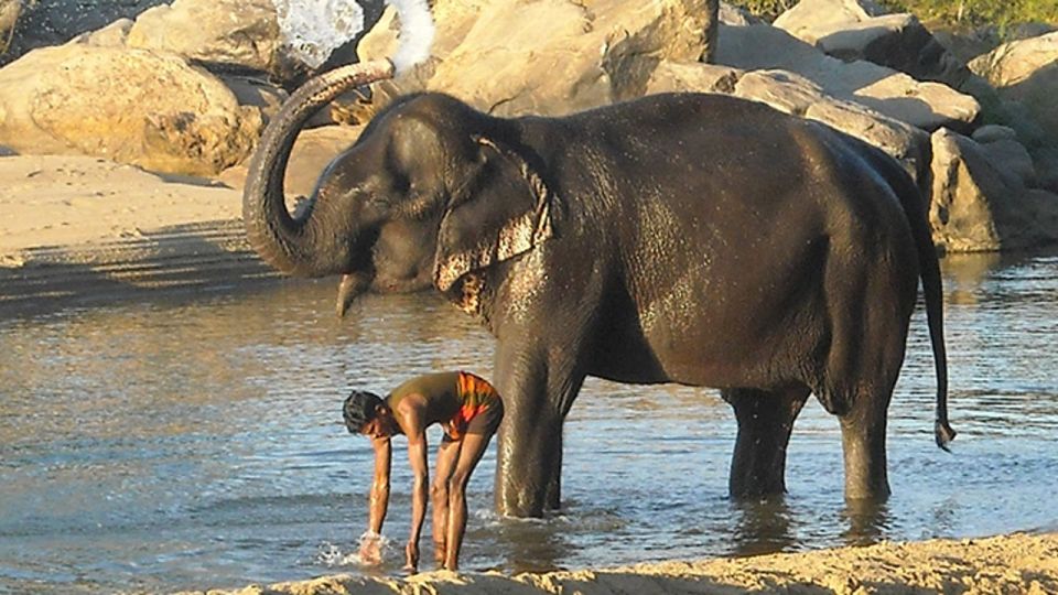 Elefantes en India