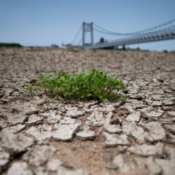 Una planta crece en una orilla seca del río Loira, en Montjean-sur-Loire. | Foto:LOIC VENANCE / AFP