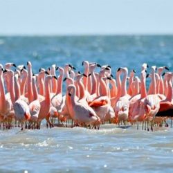 Fue incluido en la Red Hemisférica de Reservas para Aves Playeras.