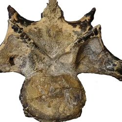 Uno de los huesos encontrados del dinosaurio abelisáurido que vivió durante el período Cretácico.