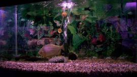 6_21AcuarioClubDePescadores