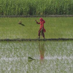 Los agricultores trabajan en un campo de arroz en las afueras de Lahore, Pakistán. | Foto:ARIF ALI / AFP
