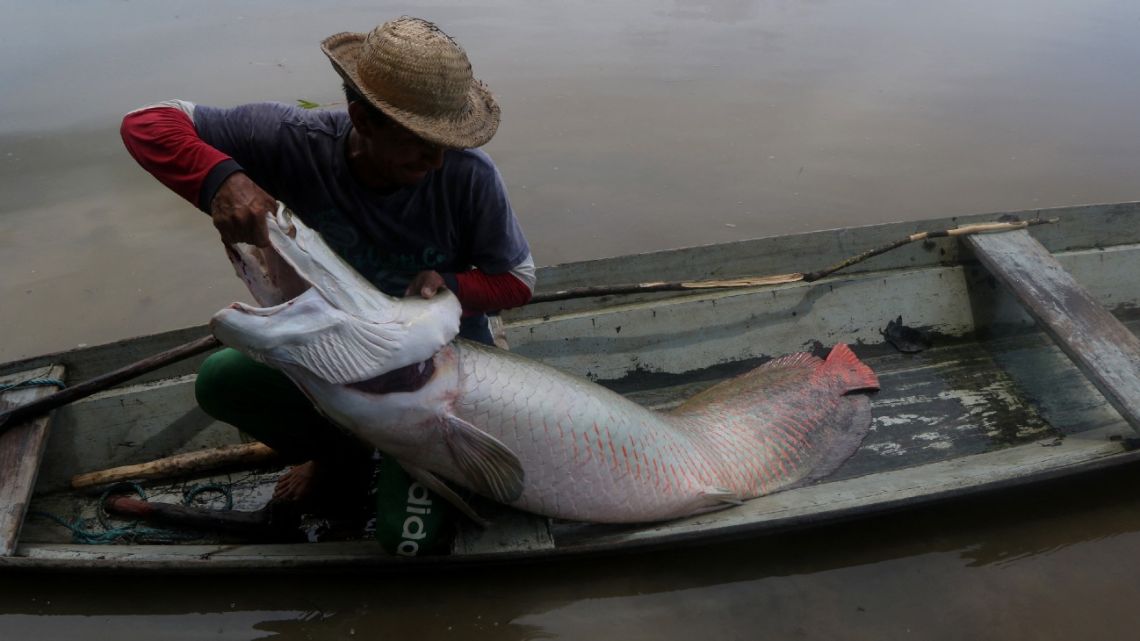 In this file photo, a fisherman takes out a large Pirarucú (Arapaima gigas) from the water at the Piagacu-Purus Sustainable Development Reserve in Amazonas State, Brazil. 