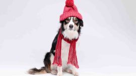 Las bajas temperaturas también afectan a nuestras mascotas.