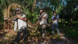 Para capturarla se valieron de un ejemplar macho de esta especie como cebo.