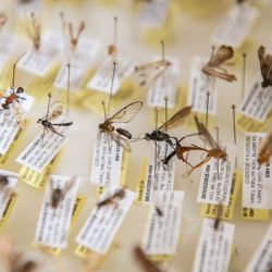 Muestra de varios de los insectos que fueron colectados por la trampa Malaise y montados para su preservación definitiva.