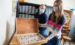 Descubren una enorme diversidad de insectos en la Selva Paranaense