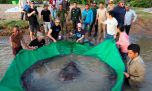 Flor de pique: te presentamos al pez de agua dulce más grande del mundo que capturaron en Camboya