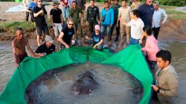 La enorme raya fue capturada por un solo pescador.