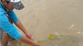 Poco a poco, el caudal del Paraná va volviendo a la normalidad y con esa novedad empezaron a salir los primeros trofeos.