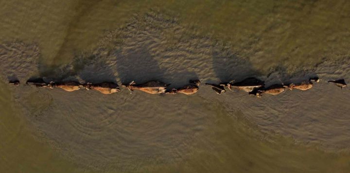 Una manada de búfalos se adentra en las turbias aguas que retroceden de las marismas del sur de Chibayish, en la provincia de Dhi Qar, Irak. Asaad NIAZI / AFP