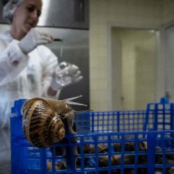 Un técnico extrae la baba (moco) de un caracol en Albon, centro-este de Francia. - La Ferme aux Escargots" es la primera granja de caracoles orgánica certificada de Francia. JEAN-PHILIPPE KSIAZEK / AFP. | Foto:AFP