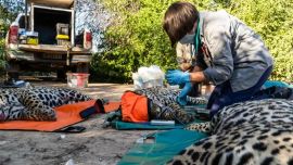 Los tres yaguaretés paraguayos ya se encuentran en Corrientes.