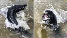 El ejemplar de pez cocodrilo fue capturado hace algunas semanas en Texas.