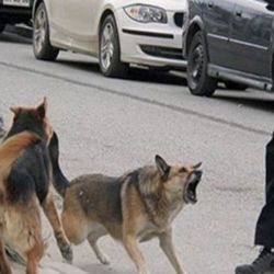 La medida fue tomada debido al aumento en las denuncias por ataques de perros en las calles de la ciudad.