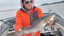 El bagre de mar o mimoso llega hasta el Río de la Plata para desovar.