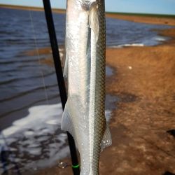 En La Monona, la pesca se realiza preferentemente de fondo, haciendo largos tiros desde la costa utilizando cañas de 3,60 m que puedan lanzar plomos de hasta 125 gramos.