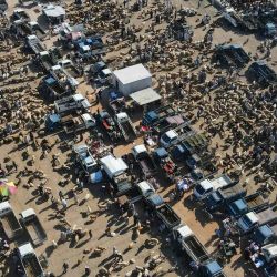 Una fotografía aérea tomada por un dron muestra un mercado de ganado en las afueras de la ciudad rebelde de Dana, en la provincia noroccidental de Idlib. Aaref watad / AFP. | Foto:AFP