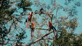 Tuvieron que cumplir con un entrenamiento en el Centro Aguará, Corrientes.
