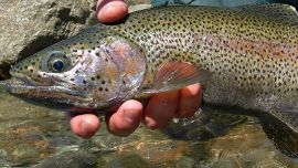 El cultivo se realiza principalmente en los embalses Alicurá y Piedra del Águila, sobre el río Limay.