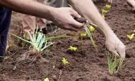Agroecología: un estilo de vida que crece