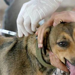 Son más de 200 las enfermedades infecciosas que pueden ser transmisibles desde las mascotas a las personas.