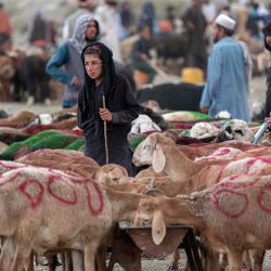Los vendedores que venden ovejas esperan a los clientes en un mercado de ganado temporal antes del festival musulmán de Eid al-Adha cerca de la antigua fortaleza de Bala Hissar en Kabul. Wakil KOHSAR / AFP. | Foto:AFp