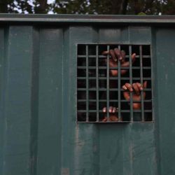 Las manos de reclusos recapturados se ven dentro de un vehículo penitenciario en Abuja, Nigeria. Kola Sulaimon / AFP. | Foto:AFP