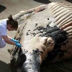 El cadáver de una ballena jorobada de 7 metros de largo es examinado después de que el animal quedara varado en la playa de Vlieland, en Harlingen. Catrinus van der Veen / AFP. | Foto:AFP