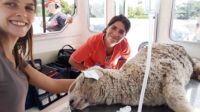 Leila Peluso, veterinaria en lancha 20220706