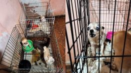 Criaderos ilegales de perros fueron allanados 20220607
