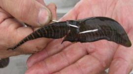 Estará destinado exclusivamente a la pesca recreativa.