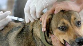 Son más de 200 las enfermedades infecciosas que pueden ser transmisibles desde las mascotas a las personas.