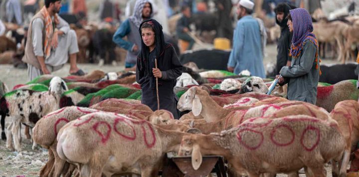 Los vendedores que venden ovejas esperan a los clientes en un mercado de ganado temporal antes del festival musulmán de Eid al-Adha cerca de la antigua fortaleza de Bala Hissar en Kabul. Wakil KOHSAR / AFP.
