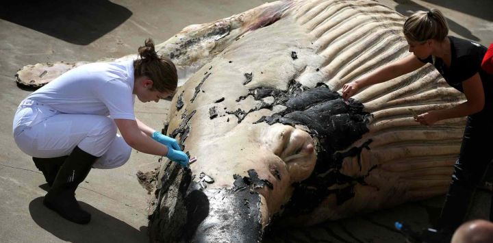 El cadáver de una ballena jorobada de 7 metros de largo es examinado después de que el animal quedara varado en la playa de Vlieland, en Harlingen. Catrinus van der Veen / AFP.